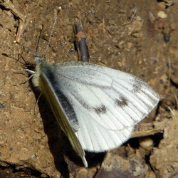 Pieris napi